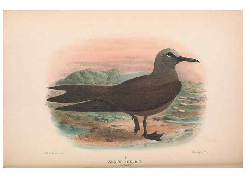 Reproducción/Reproduction 48683975148: The Birds of Australia. London :Witherby & Co.,1910-1927.. 
