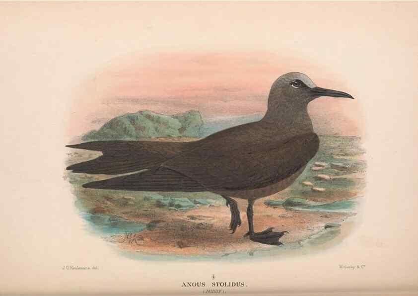 Reproducción/Reproduction 48683975148: The Birds of Australia. London :Witherby & Co.,1910-1927.. 