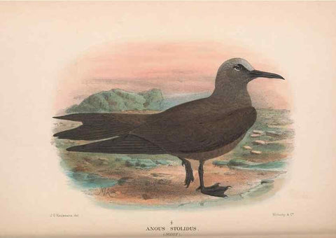 Reproducción/Reproduction 48683975148: The Birds of Australia. London :Witherby & Co.,1910-1927.. 