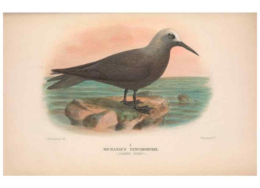 Reproducción/Reproduction 48683975408: The Birds of Australia. London :Witherby & Co.,1910-1927.. 
