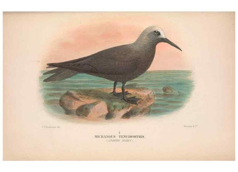 Reproducción/Reproduction 48683975408: The Birds of Australia. London :Witherby & Co.,1910-1927.. 