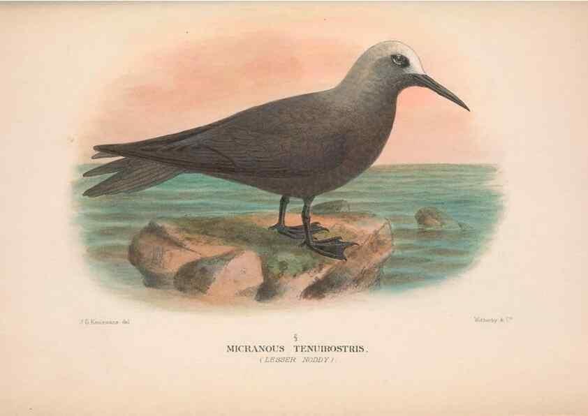 Reproducción/Reproduction 48683975408: The Birds of Australia. London :Witherby & Co.,1910-1927.. 