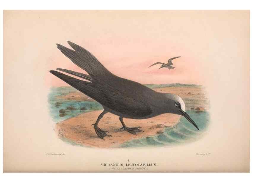 Reproducción/Reproduction 48683975733: The Birds of Australia. London :Witherby & Co.,1910-1927.. 