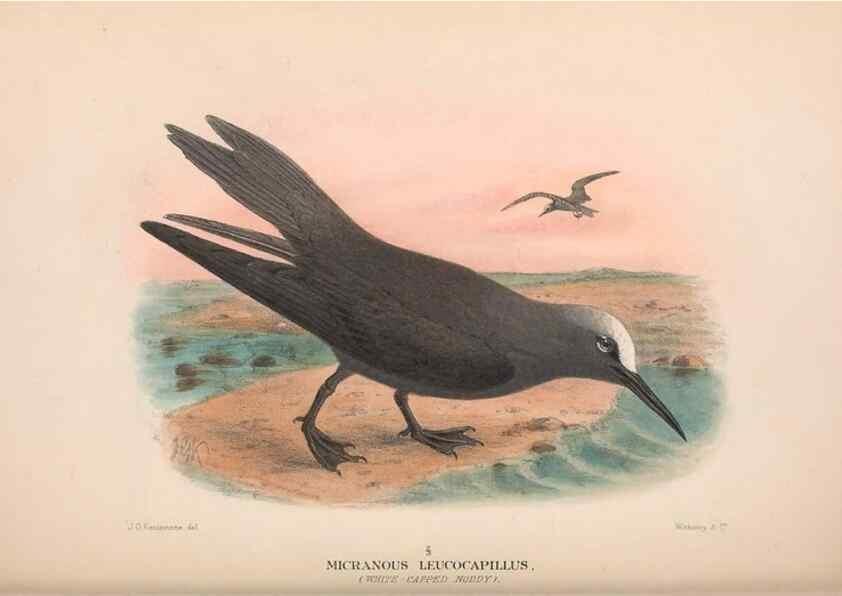 Reproducción/Reproduction 48683975733: The Birds of Australia. London :Witherby & Co.,1910-1927.. 