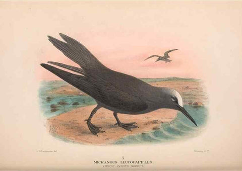 Reproducción/Reproduction 48683975733: The Birds of Australia. London :Witherby & Co.,1910-1927.. 