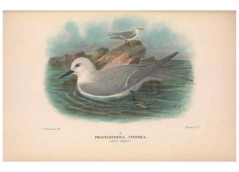 Reproducción/Reproduction 48683976093: The Birds of Australia. London :Witherby & Co.,1910-1927.. 