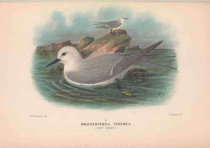 Reproducción/Reproduction 48683976093: The Birds of Australia. London :Witherby & Co.,1910-1927.. 