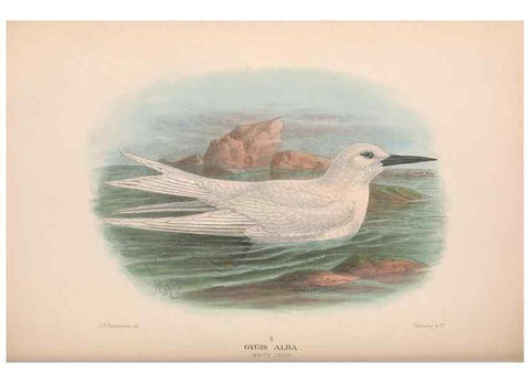 Reproducción/Reproduction 48684489887: The Birds of Australia. London :Witherby & Co.,1910-1927.. 