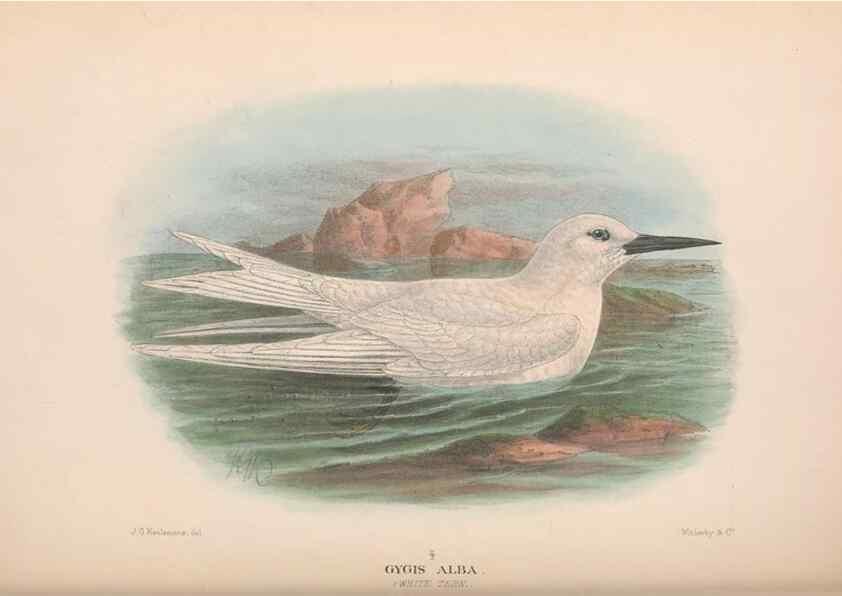 Reproducción/Reproduction 48684489887: The Birds of Australia. London :Witherby & Co.,1910-1927.. 