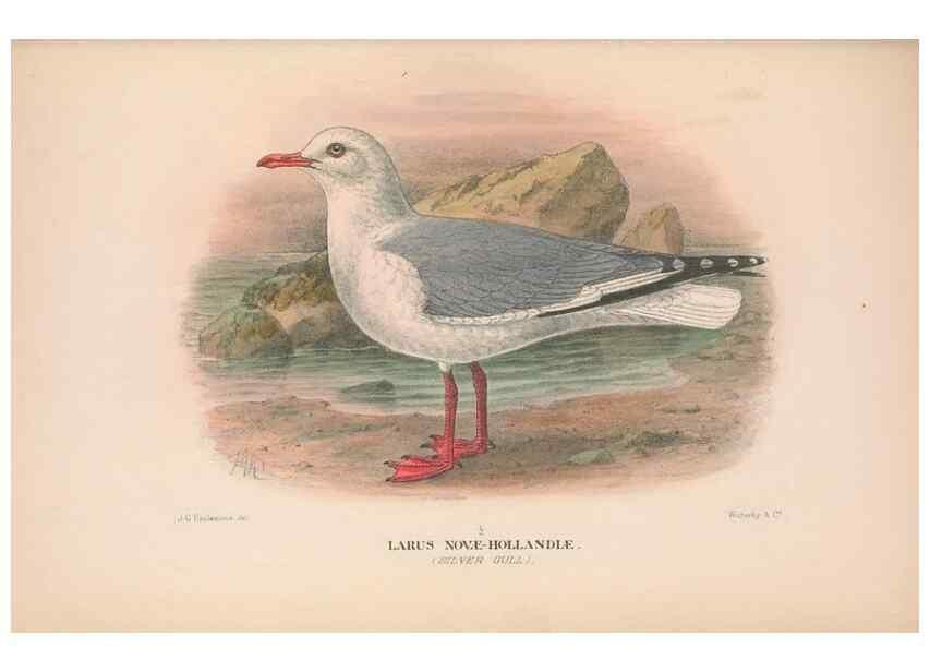 Reproducción/Reproduction 48684314586: The Birds of Australia. London :Witherby & Co.,1910-1927.. 