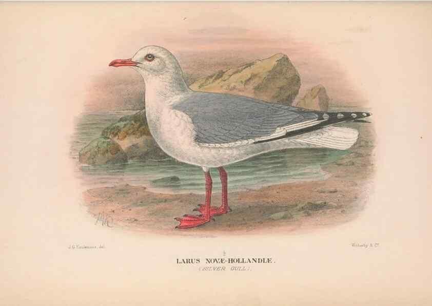Reproducción/Reproduction 48684314586: The Birds of Australia. London :Witherby & Co.,1910-1927.. 