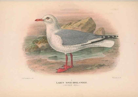 Reproducción/Reproduction 48684314586: The Birds of Australia. London :Witherby & Co.,1910-1927.. 