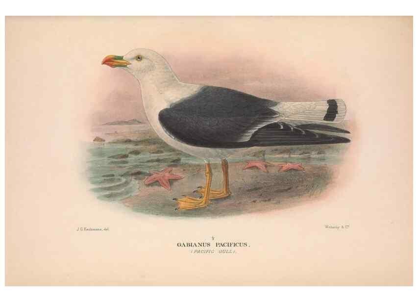 Reproducción/Reproduction 48683976953: The Birds of Australia. London :Witherby & Co.,1910-1927.. 