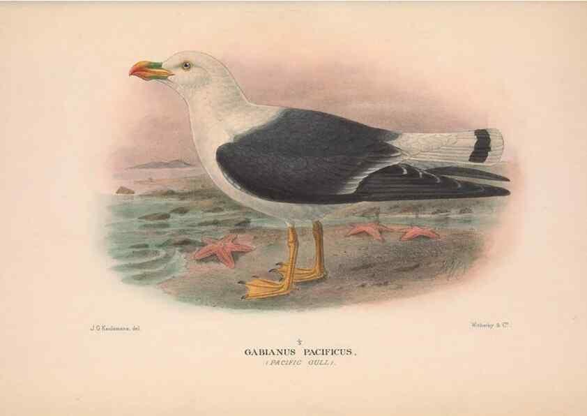 Reproducción/Reproduction 48683976953: The Birds of Australia. London :Witherby & Co.,1910-1927.. 