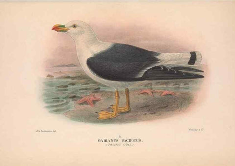 Reproducción/Reproduction 48683976953: The Birds of Australia. London :Witherby & Co.,1910-1927.. 