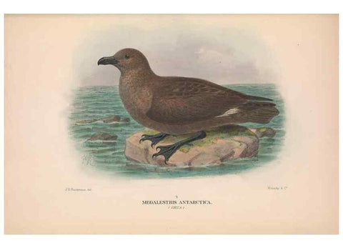 Reproducción/Reproduction 48684490812: The Birds of Australia. London :Witherby & Co.,1910-1927.. 