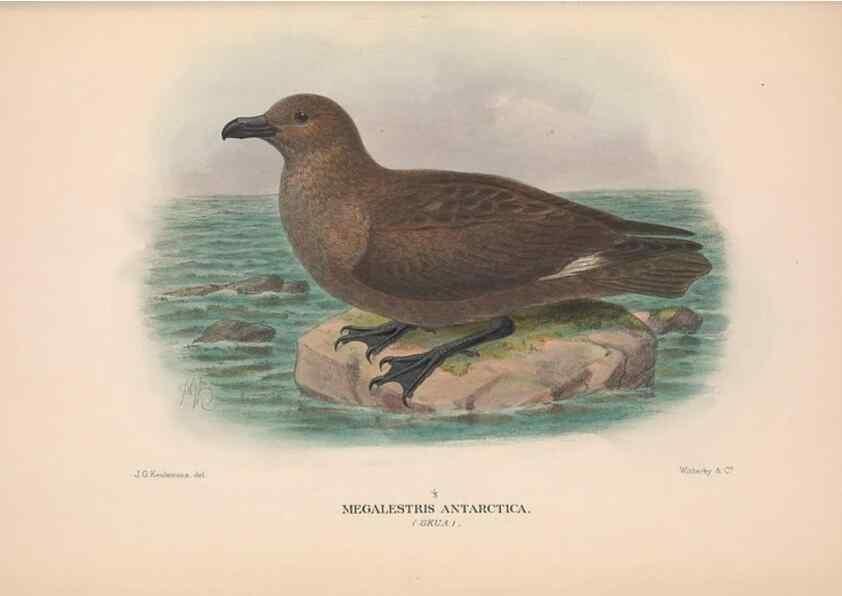 Reproducción/Reproduction 48684490812: The Birds of Australia. London :Witherby & Co.,1910-1927.. 