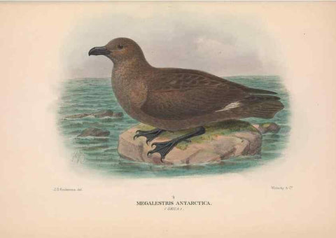 Reproducción/Reproduction 48684490812: The Birds of Australia. London :Witherby & Co.,1910-1927.. 
