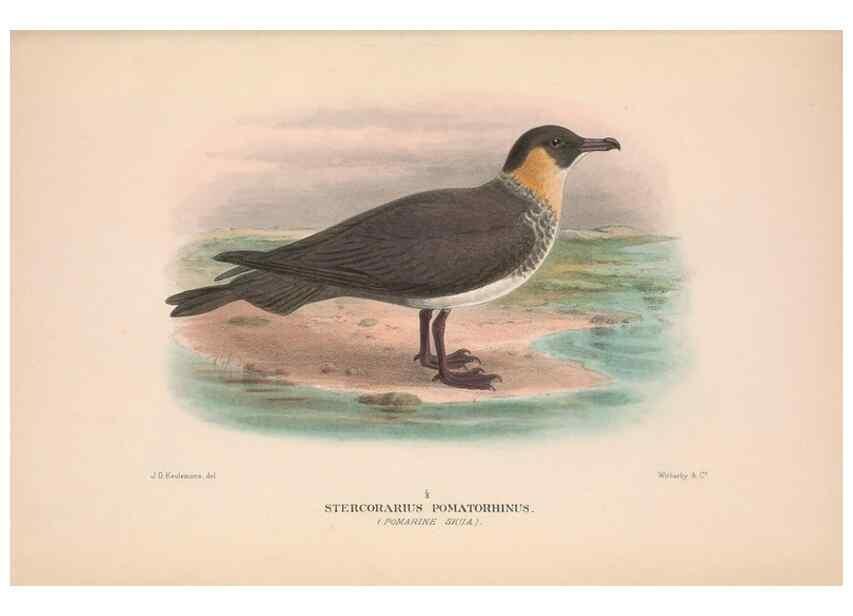 Reproducción/Reproduction 48683977428: The Birds of Australia. London :Witherby & Co.,1910-1927.. 