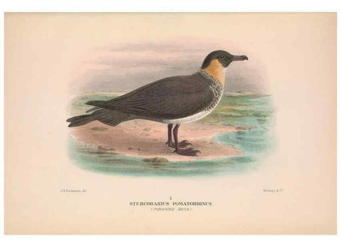 Reproducción/Reproduction 48683977428: The Birds of Australia. London :Witherby & Co.,1910-1927.. 