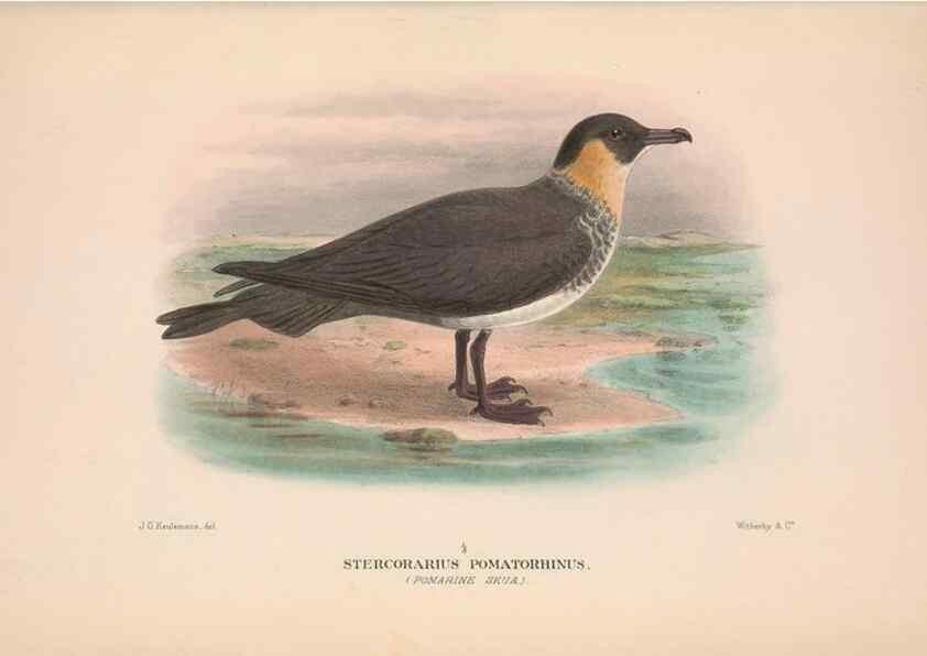 Reproducción/Reproduction 48683977428: The Birds of Australia. London :Witherby & Co.,1910-1927.. 