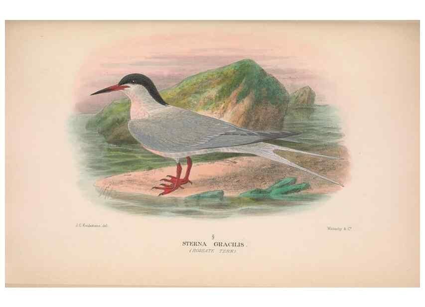 Reproducción/Reproduction 48684486762: The Birds of Australia. London :Witherby & Co.,1910-1927.. 