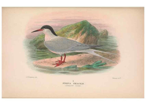 Reproducción/Reproduction 48684486762: The Birds of Australia. London :Witherby & Co.,1910-1927.. 