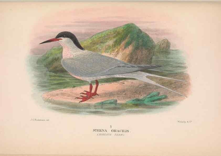 Reproducción/Reproduction 48684486762: The Birds of Australia. London :Witherby & Co.,1910-1927.. 