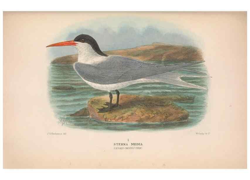 Reproducción/Reproduction 48683972893: The Birds of Australia. London :Witherby & Co.,1910-1927.. 