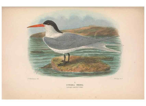 Reproducción/Reproduction 48683972893: The Birds of Australia. London :Witherby & Co.,1910-1927.. 