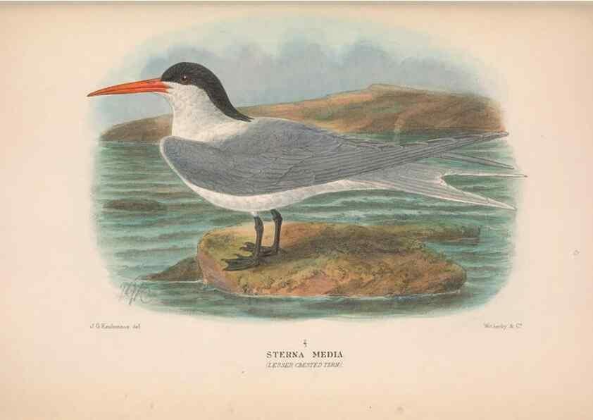 Reproducción/Reproduction 48683972893: The Birds of Australia. London :Witherby & Co.,1910-1927.. 