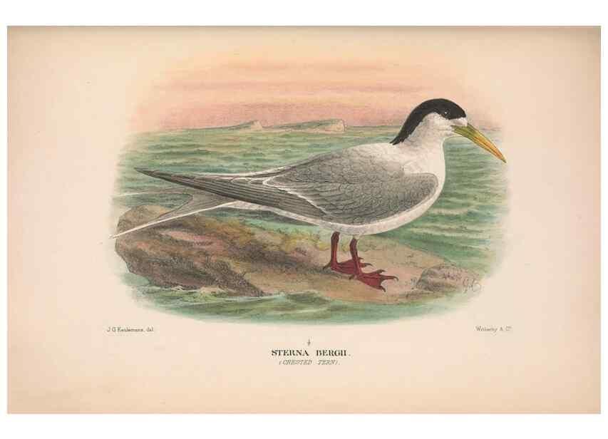 Reproducción/Reproduction 48683972663: The Birds of Australia. London :Witherby & Co.,1910-1927.. 