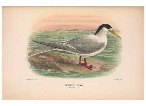 Reproducción/Reproduction 48683972663: The Birds of Australia. London :Witherby & Co.,1910-1927.. 