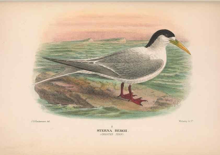 Reproducción/Reproduction 48683972663: The Birds of Australia. London :Witherby & Co.,1910-1927.. 