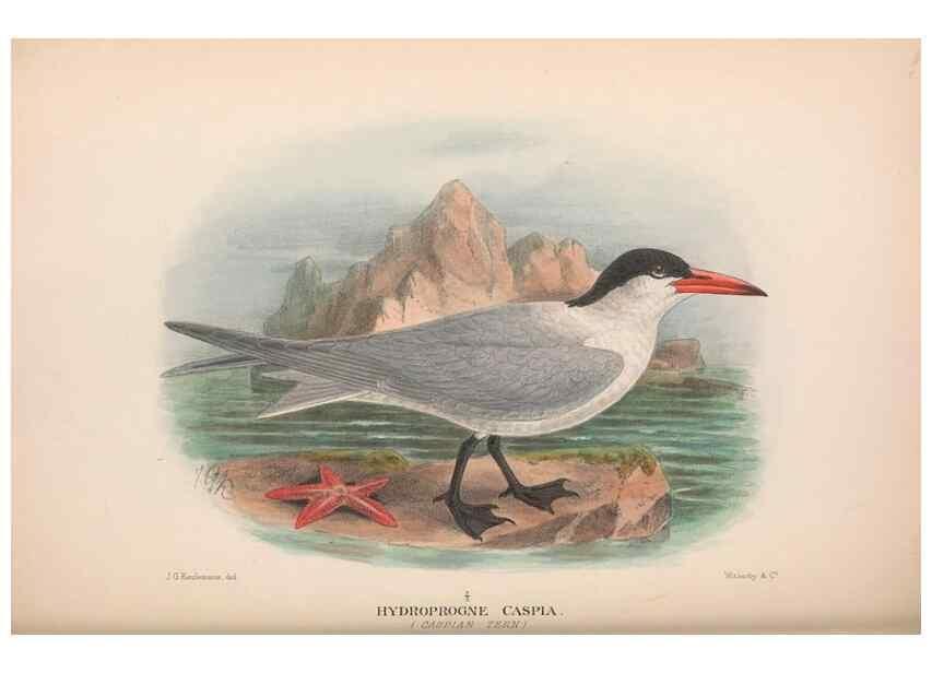 Reproducción/Reproduction 48683972243: The Birds of Australia. London :Witherby & Co.,1910-1927.. 