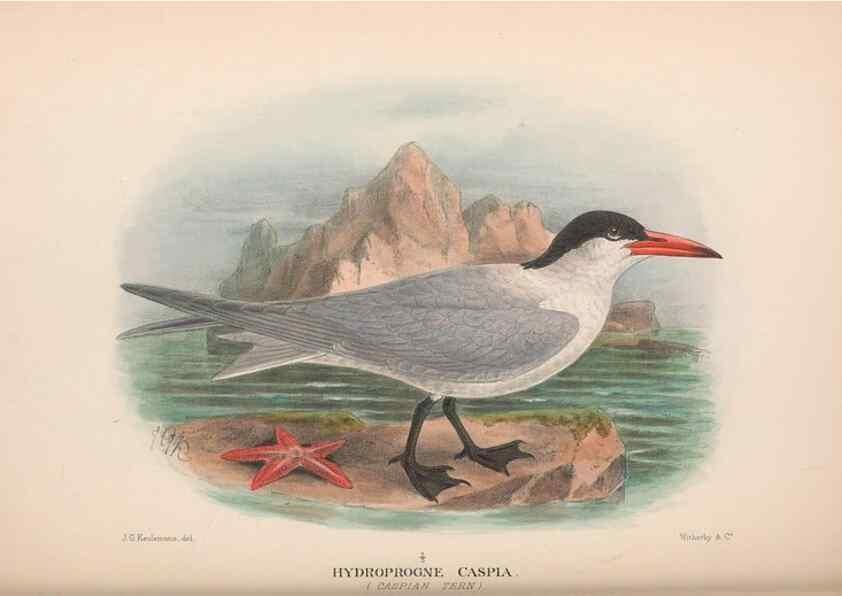 Reproducción/Reproduction 48683972243: The Birds of Australia. London :Witherby & Co.,1910-1927.. 