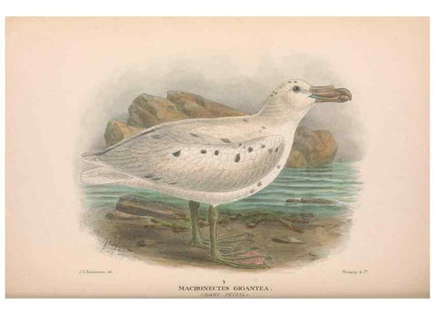 Reproducción/Reproduction 48684480052: The Birds of Australia. London :Witherby & Co.,1910-1927.. 