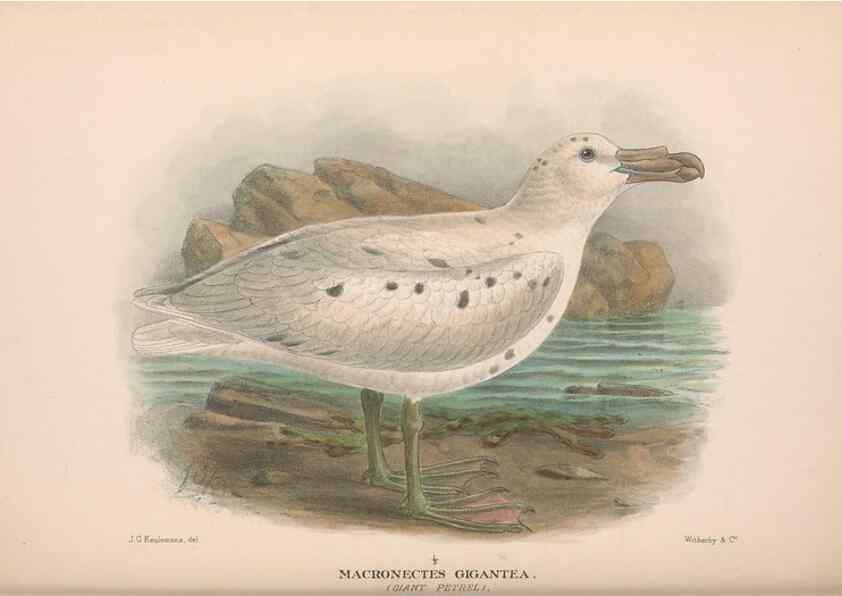 Reproducción/Reproduction 48684480052: The Birds of Australia. London :Witherby & Co.,1910-1927.. 