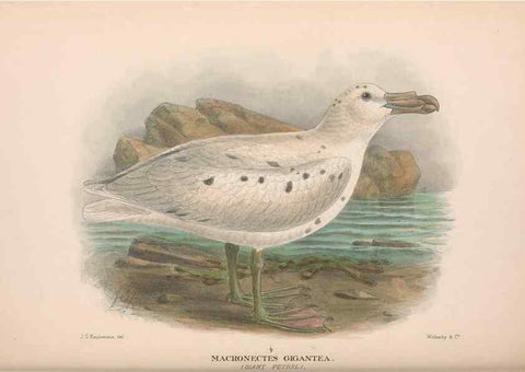 Reproducción/Reproduction 48684480052: The Birds of Australia. London :Witherby & Co.,1910-1927.. 