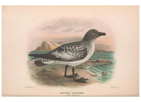 Reproducción/Reproduction 48684304361: The Birds of Australia. London :Witherby & Co.,1910-1927.. 