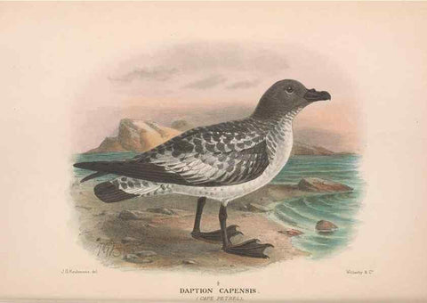 Reproducción/Reproduction 48684304361: The Birds of Australia. London :Witherby & Co.,1910-1927.. 