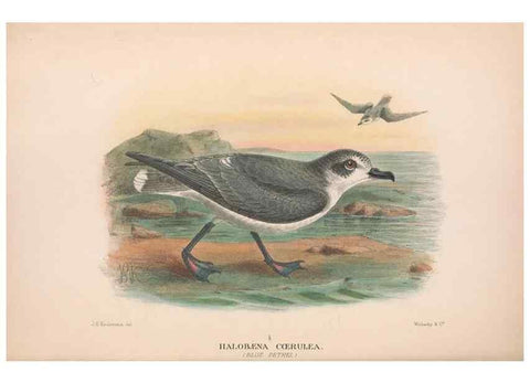 Reproducción/Reproduction 48684304766: The Birds of Australia. London :Witherby & Co.,1910-1927.. 