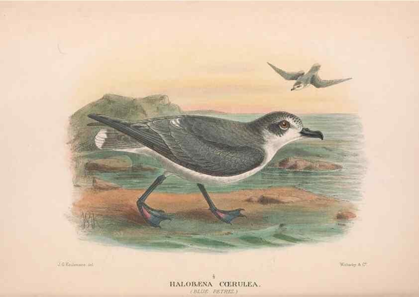 Reproducción/Reproduction 48684304766: The Birds of Australia. London :Witherby & Co.,1910-1927.. 