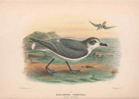 Reproducción/Reproduction 48684304766: The Birds of Australia. London :Witherby & Co.,1910-1927.. 