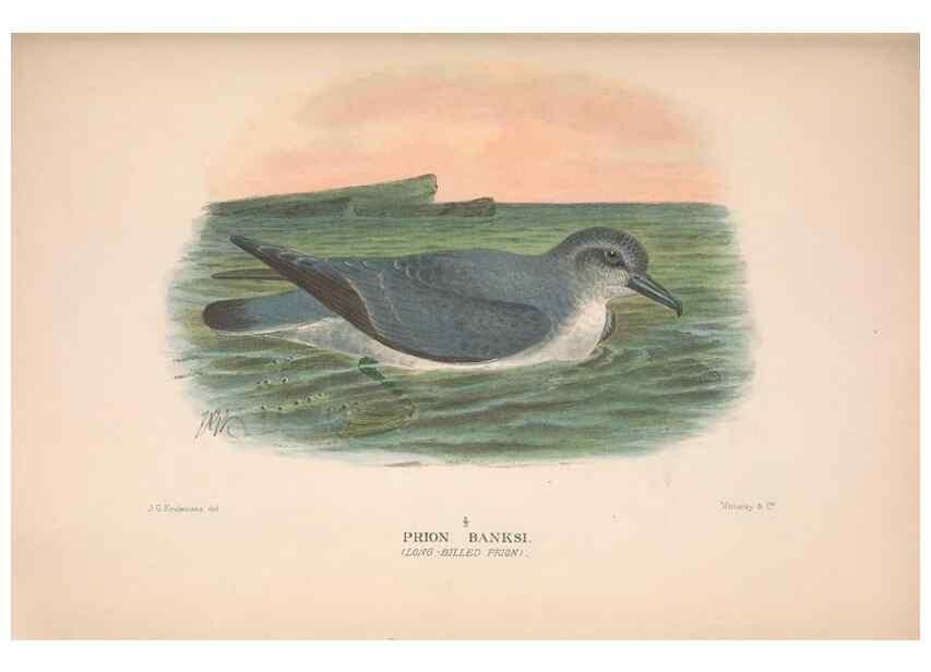 Reproducción/Reproduction 48683967483: The Birds of Australia. London :Witherby & Co.,1910-1927.. 