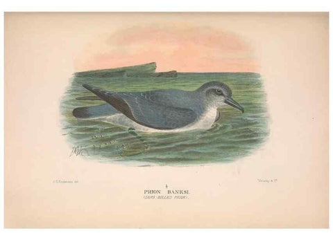 Reproducción/Reproduction 48683967483: The Birds of Australia. London :Witherby & Co.,1910-1927.. 