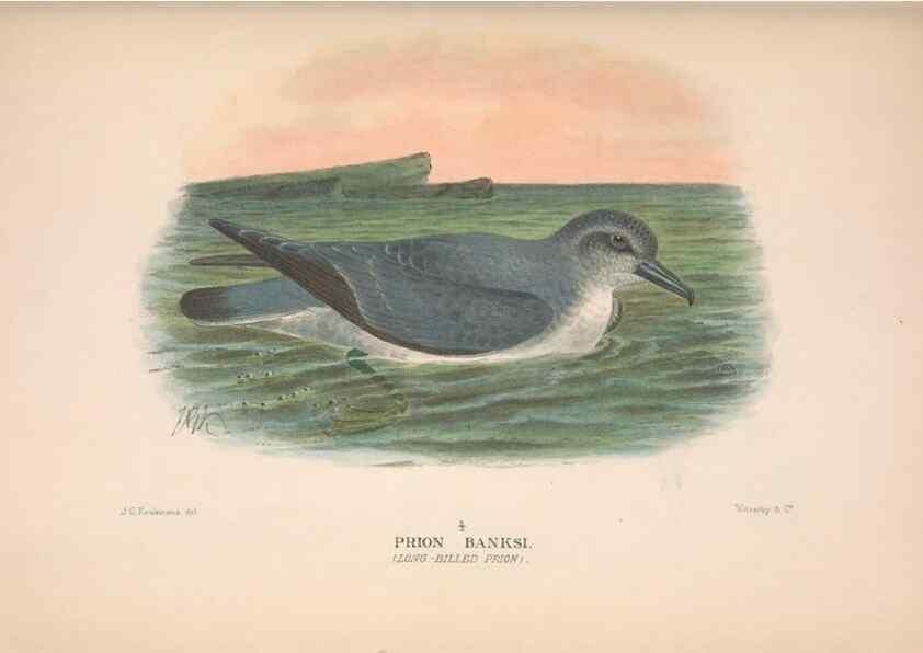 Reproducción/Reproduction 48683967483: The Birds of Australia. London :Witherby & Co.,1910-1927.. 