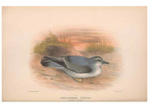 Reproducción/Reproduction 48683967848: The Birds of Australia. London :Witherby & Co.,1910-1927.. 