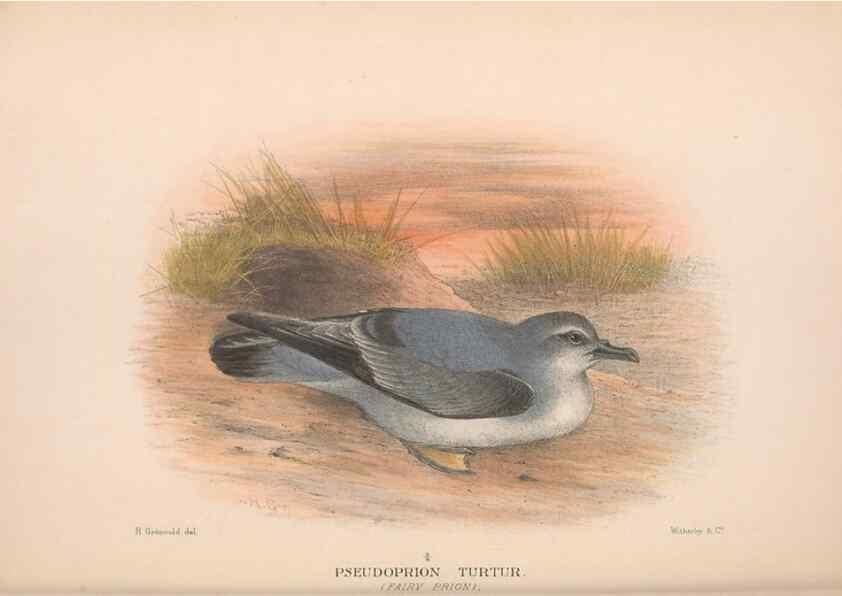 Reproducción/Reproduction 48683967848: The Birds of Australia. London :Witherby & Co.,1910-1927.. 