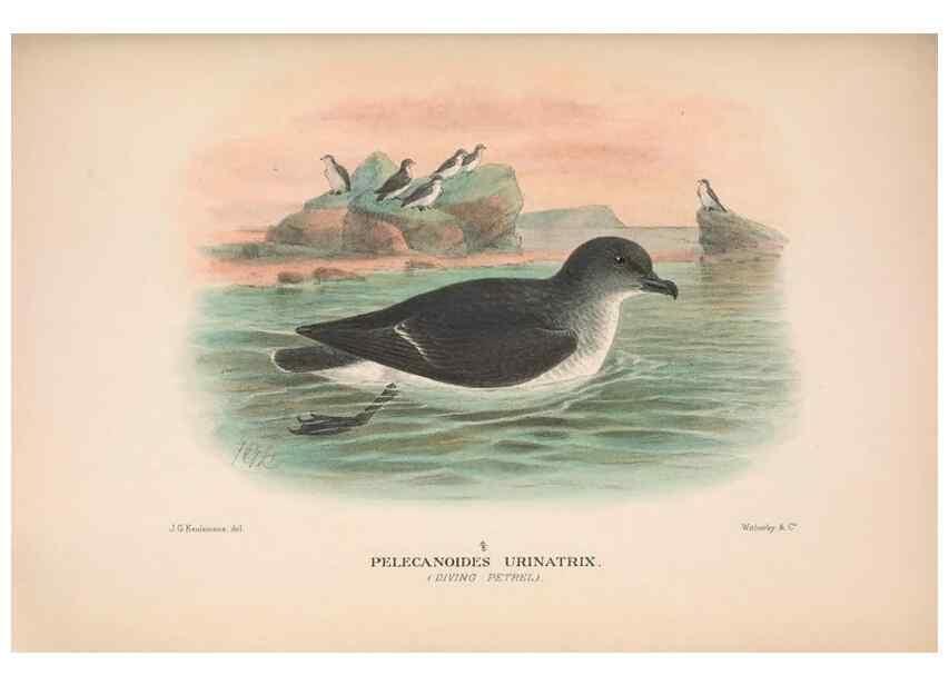 Reproducción/Reproduction 48683968168: The Birds of Australia. London :Witherby & Co.,1910-1927.. 